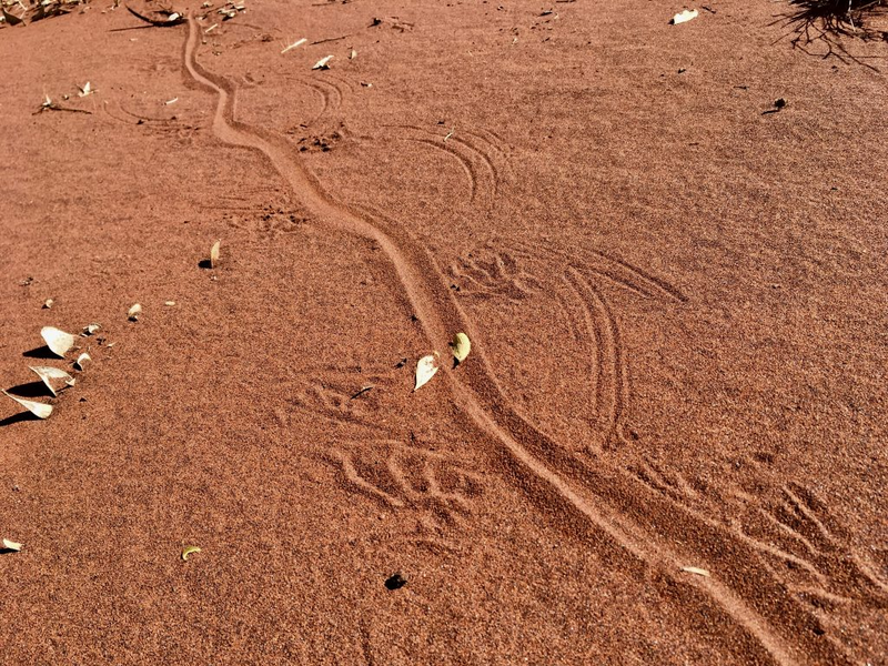 Illustration for article titled AWOL Around Australia... The Pilbara. Part 2